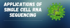 single cell rna sequencing