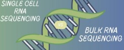 single cell rna sequencig bulk rna sequencing