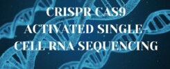 Crispr Cas9